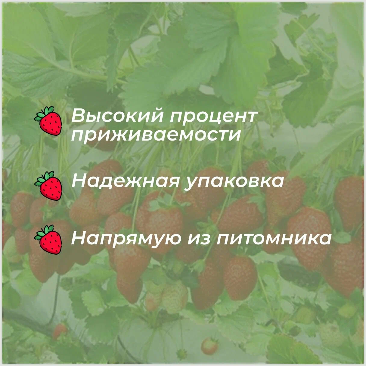 Клубника крупноплодная Гигантела Максим саженцы/корневище клубники 5 шт