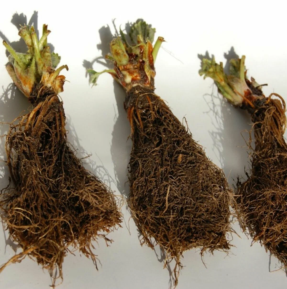 Клубника крупноплодная Гигантела Максим саженцы/корневище клубники 5 шт