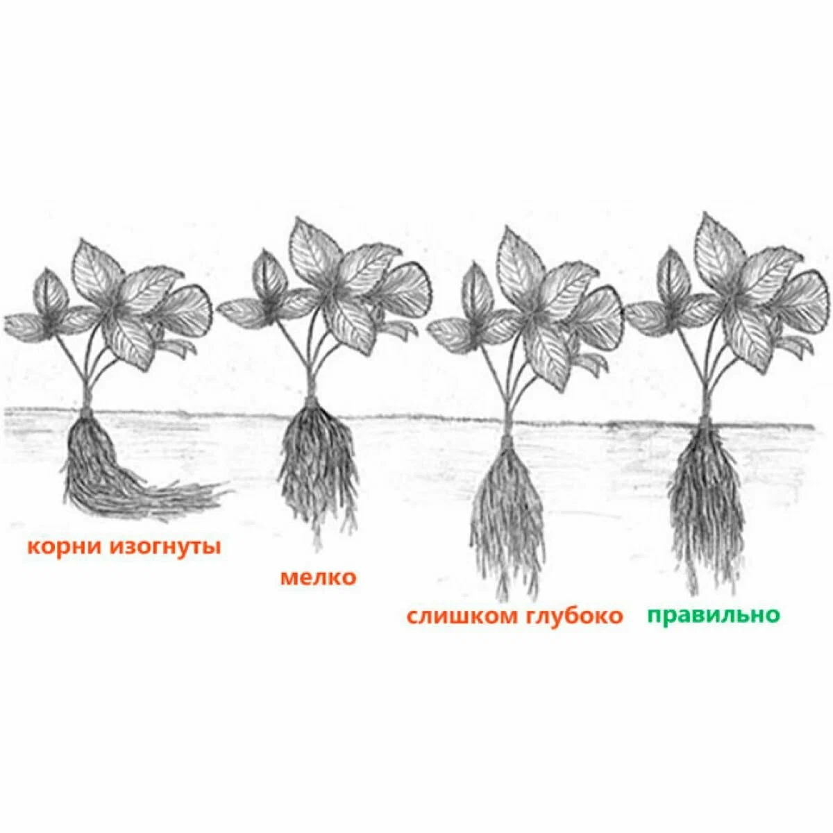 Клубника крупноплодная Гигантела Максим саженцы/корневище клубники 5 шт