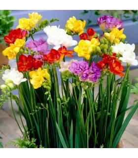 Фрезия Микс 10 шт.