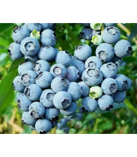 Голубика Блюкроп 35-40 см