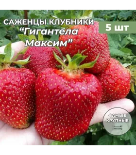 Клубника крупноплодная Гигантела Максим саженцы/корневище клубники 5 шт