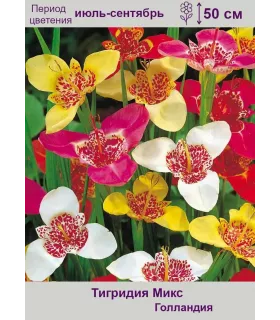 Тигридия микс (mixed) 10 шт