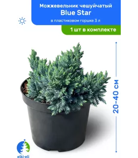 Можжевельник чешуйчатый Blue Star (Блю Стар) 20-40 см в пластиковом горшке 3 л, саженец, хвойное живое растение