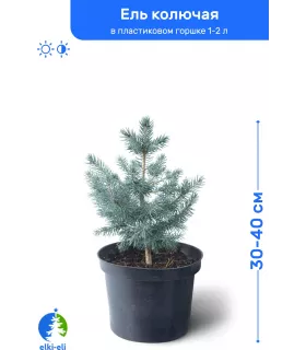 Ель колючая голубая 30-40 см в пластиковом горшке 1-2 л, саженец, хвойное живое растение